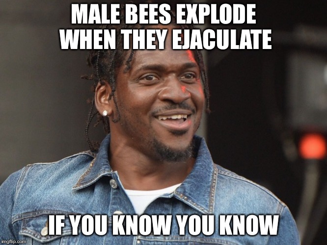 Pusha T | MALE BEES EXPLODE WHEN THEY EJACULATE; IF YOU KNOW YOU KNOW | image tagged in gangsta rap made me do it,music,funny,facts | made w/ Imgflip meme maker
