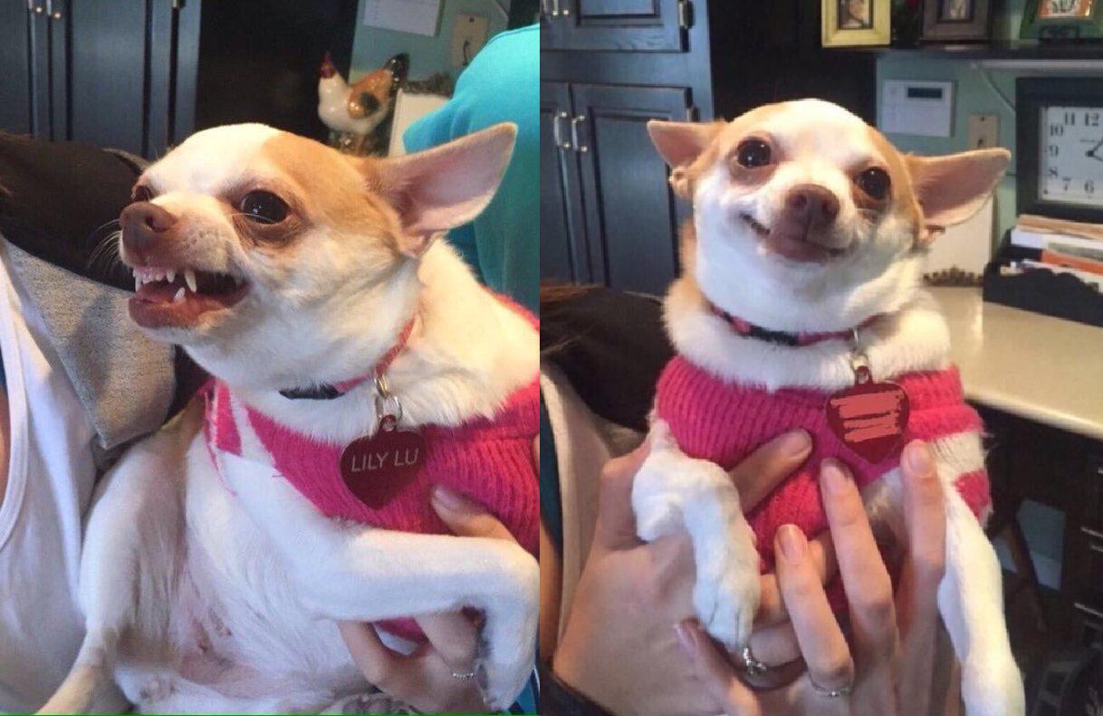 chihuahua meme Blank Meme Template