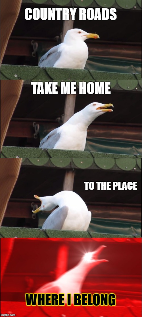 Inhaling Seagull | COUNTRY ROADS; TAKE ME HOME; TO THE PLACE; WHERE I BELONG | image tagged in memes,inhaling seagull | made w/ Imgflip meme maker