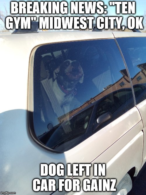 BREAKING NEWS: "TEN GYM" MIDWEST CITY, OK; DOG LEFT IN CAR FOR GAINZ | image tagged in gymlife,gym | made w/ Imgflip meme maker