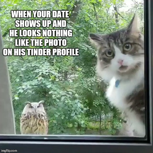 That disappointing moment | WHEN YOUR DATE SHOWS UP AND HE LOOKS NOTHING LIKE THE PHOTO ON HIS TINDER PROFILE | image tagged in cat,owl,humor | made w/ Imgflip meme maker