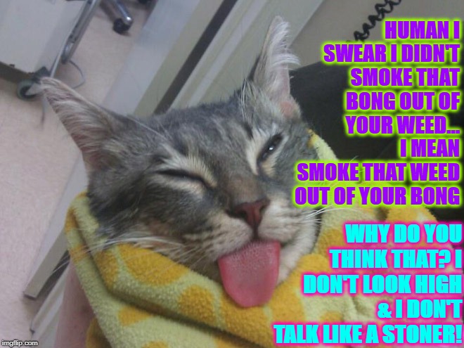 HUMAN I SWEAR I DIDN'T SMOKE THAT BONG OUT OF YOUR WEED... I MEAN SMOKE THAT WEED OUT OF YOUR BONG; WHY DO YOU THINK THAT? I DON'T LOOK HIGH & I DON'T TALK LIKE A STONER! | image tagged in pothead | made w/ Imgflip meme maker