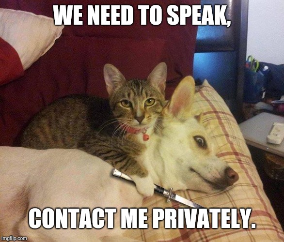 Cat With Switchblade | WE NEED TO SPEAK, CONTACT ME PRIVATELY. | image tagged in cat with switchblade | made w/ Imgflip meme maker