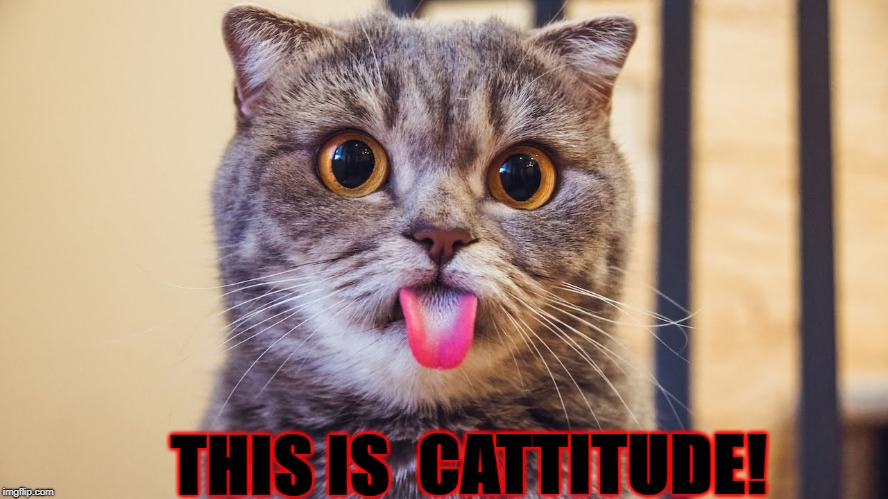 CATTITUDE! THIS IS | image tagged in cattitude | made w/ Imgflip meme maker