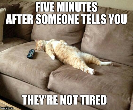 FIVE MINUTES AFTER SOMEONE TELLS YOU; THEY'RE NOT TIRED | image tagged in sleeping cat | made w/ Imgflip meme maker
