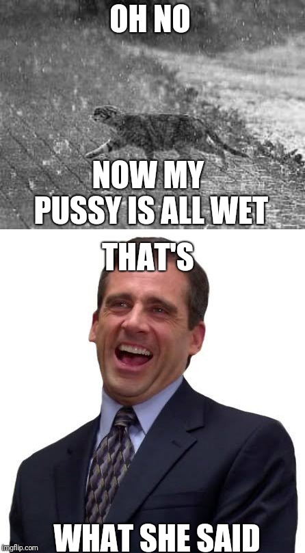 Oh my | OH NO; NOW MY PUSSY IS ALL WET; THAT'S; WHAT SHE SAID | image tagged in thats what she said,cat,wet cat,the office | made w/ Imgflip meme maker