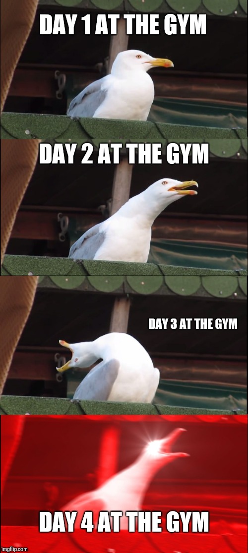 Inhaling Seagull | DAY 1 AT THE GYM; DAY 2 AT THE GYM; DAY 3 AT THE GYM; DAY 4 AT THE GYM | image tagged in memes,inhaling seagull | made w/ Imgflip meme maker