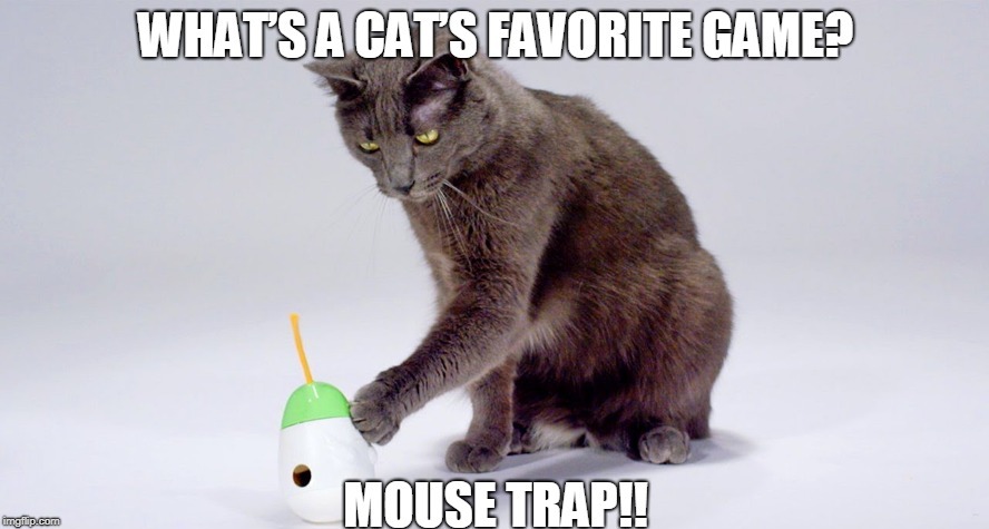 Cat's Game | image tagged in cats | made w/ Imgflip meme maker