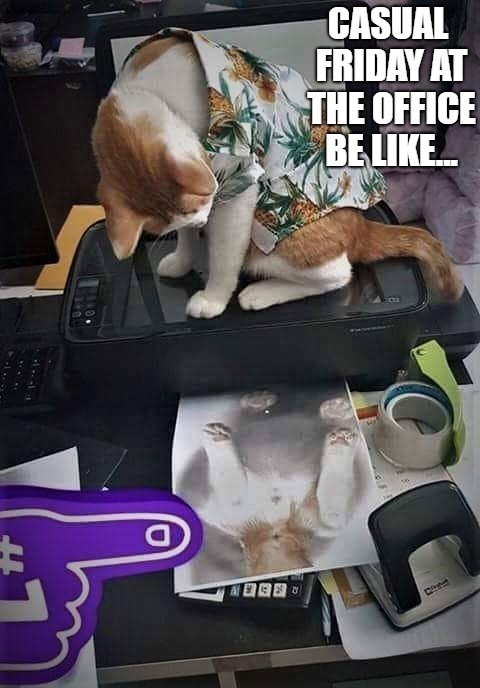 Friday fun! | CASUAL FRIDAY AT THE OFFICE BE LIKE... | image tagged in cat,funny memes,thank god it's friday,happy friday | made w/ Imgflip meme maker