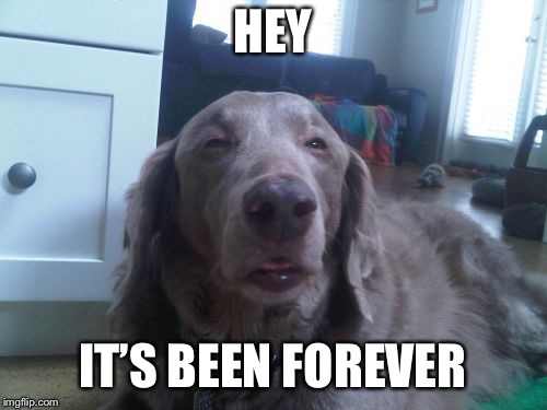 HEY IT’S BEEN FOREVER | image tagged in memes,high dog | made w/ Imgflip meme maker