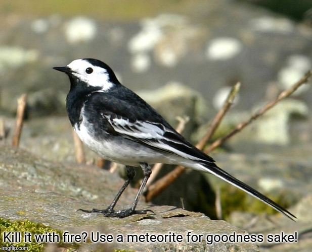 Savage Pied Wagtail | Kill it with fire? Use a meteorite for goodness sake! | image tagged in savage pied wagtail | made w/ Imgflip meme maker