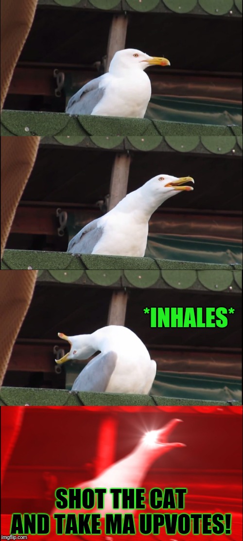Inhaling Seagull Meme | *INHALES* SHOT THE CAT AND TAKE MA UPVOTES! | image tagged in memes,inhaling seagull | made w/ Imgflip meme maker