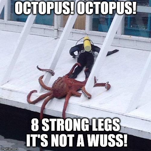 Who's our favorite cephalopod?
It's out octopus! |  OCTOPUS! OCTOPUS! 8 STRONG LEGS IT'S NOT A WUSS! | image tagged in octopus | made w/ Imgflip meme maker