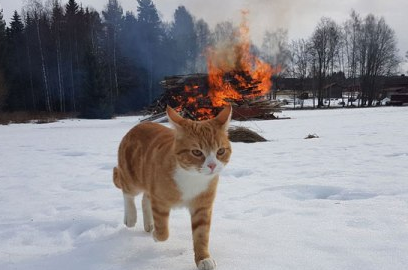 Cat walking away from fire Blank Meme Template