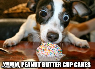 dog eating cake | YUMM, PEANUT BUTTER CUP CAKES | image tagged in dog eating cake | made w/ Imgflip meme maker