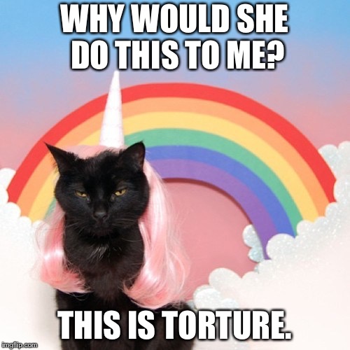 WHY WOULD SHE DO THIS TO ME? THIS IS TORTURE. | image tagged in funny cats | made w/ Imgflip meme maker