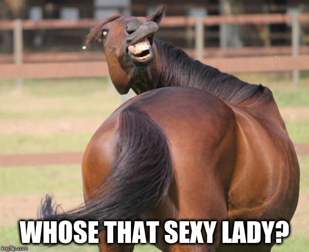 Funny Horse | WHOSE THAT SEXY LADY? | image tagged in funny memes,horse,lady | made w/ Imgflip meme maker
