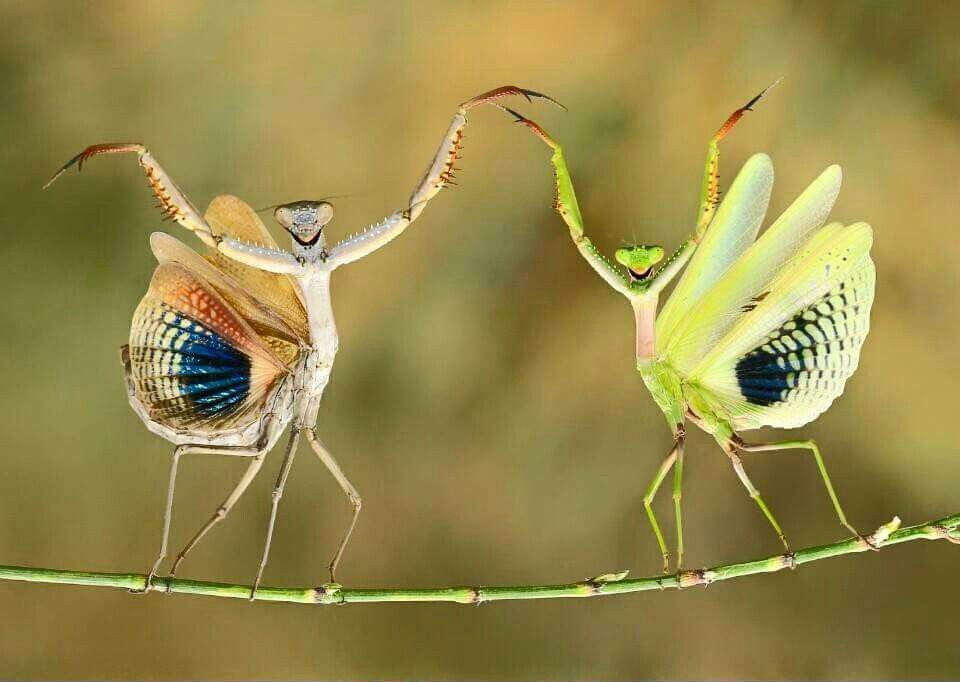 Dancing Mantis Blank Meme Template