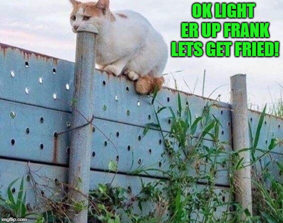 getting buzzed | OK LIGHT ER UP FRANK LETS GET FRIED! | image tagged in cat,fence,buzzed,funny | made w/ Imgflip meme maker