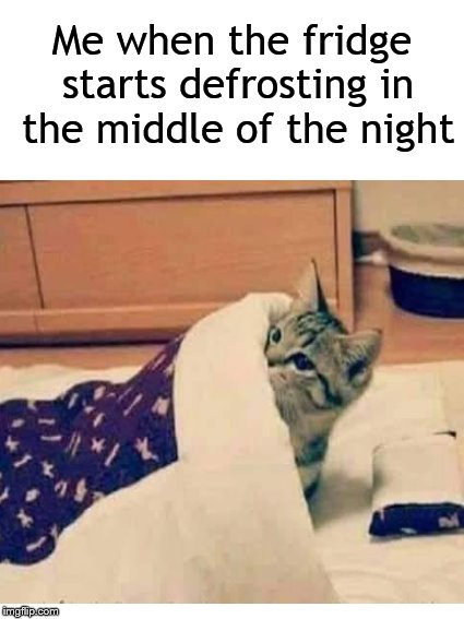 Loud fridge at midnight.... | Me when the fridge starts defrosting in the middle of the night | image tagged in scared cat,cat,refrigerator,startled | made w/ Imgflip meme maker
