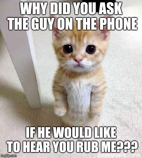 Cute Cat | WHY DID YOU ASK THE GUY ON THE PHONE; IF HE WOULD LIKE TO HEAR YOU RUB ME??? | image tagged in memes,cute cat | made w/ Imgflip meme maker