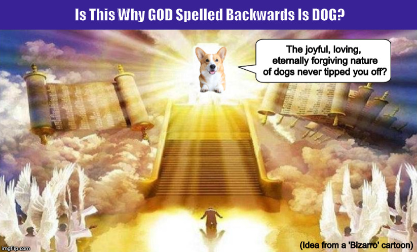Is This Why God Spelled Backwards Is Dog Imgflip