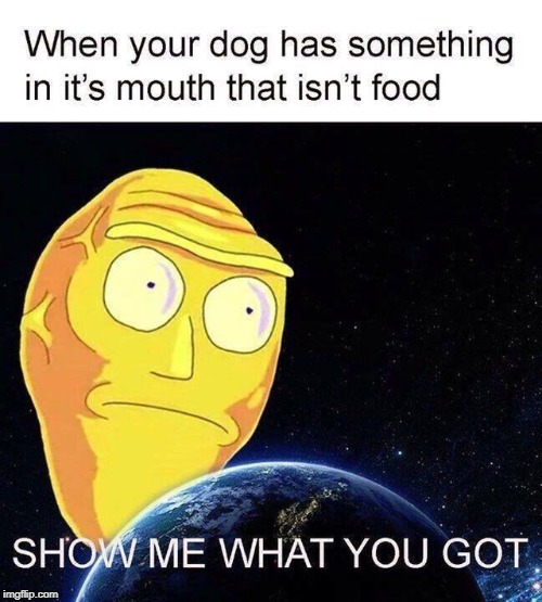 open your mouth dog | image tagged in pets,dog | made w/ Imgflip meme maker