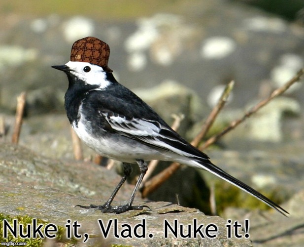 Savage Pied Wagtail | Nuke it, Vlad. Nuke it! | image tagged in savage pied wagtail | made w/ Imgflip meme maker