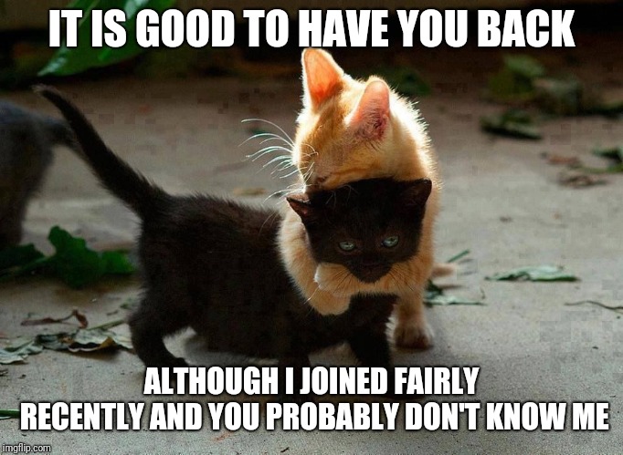 kitten hug | IT IS GOOD TO HAVE YOU BACK ALTHOUGH I JOINED FAIRLY RECENTLY AND YOU PROBABLY DON'T KNOW ME | image tagged in kitten hug | made w/ Imgflip meme maker