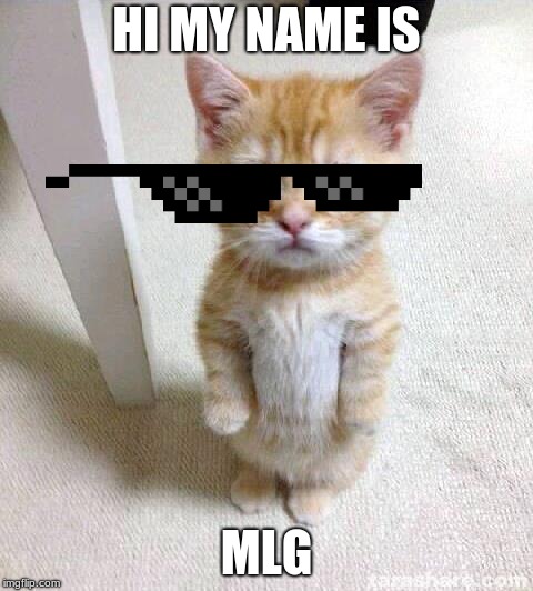 Cute Cat Meme | HI MY NAME IS; MLG | image tagged in memes,cute cat | made w/ Imgflip meme maker