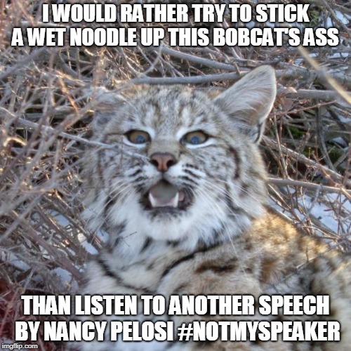 bobcat | I WOULD RATHER TRY TO STICK A WET NOODLE UP THIS BOBCAT'S ASS; THAN LISTEN TO ANOTHER SPEECH BY NANCY PELOSI #NOTMYSPEAKER | image tagged in bobcat | made w/ Imgflip meme maker