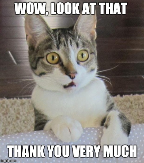 Cat Surprise | WOW, LOOK AT THAT THANK YOU VERY MUCH | image tagged in cat surprise | made w/ Imgflip meme maker
