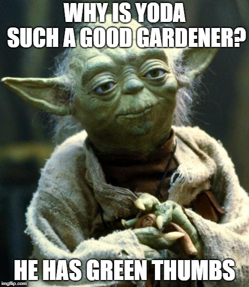 Star Wars Yoda | WHY IS YODA SUCH A GOOD GARDENER? HE HAS GREEN THUMBS | image tagged in memes,star wars yoda | made w/ Imgflip meme maker