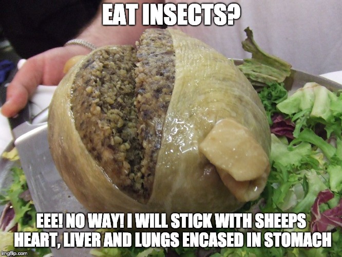 Haggis | EAT INSECTS? EEE! NO WAY! I WILL STICK WITH SHEEPS HEART, LIVER AND LUNGS ENCASED IN STOMACH | image tagged in haggis | made w/ Imgflip meme maker