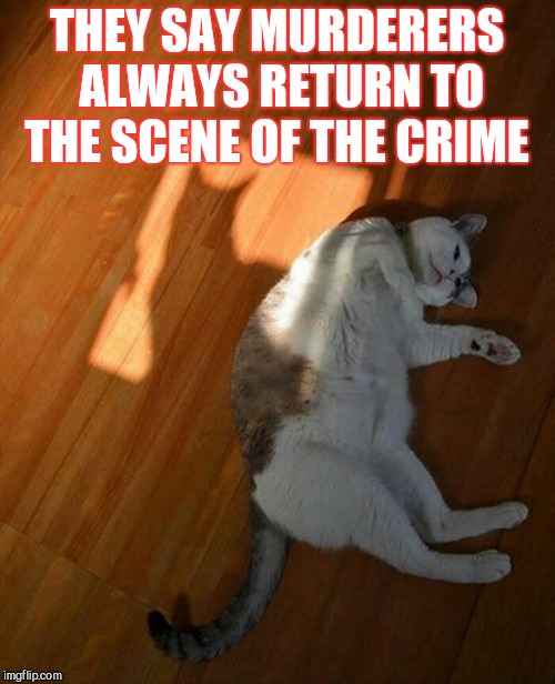 THEY SAY MURDERERS ALWAYS RETURN TO THE SCENE OF THE CRIME | image tagged in cat murder,shadow | made w/ Imgflip meme maker