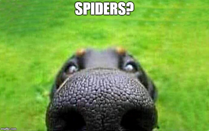 upvote | SPIDERS? | image tagged in upvote | made w/ Imgflip meme maker