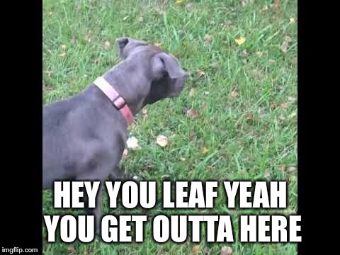Dog | HEY YOU LEAF YEAH YOU GET OUTTA HERE | image tagged in dog,leafs | made w/ Imgflip meme maker