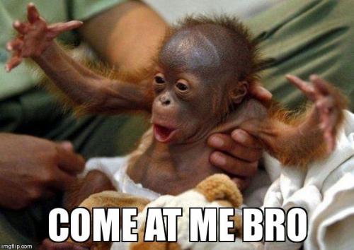 image tagged in funny,animals