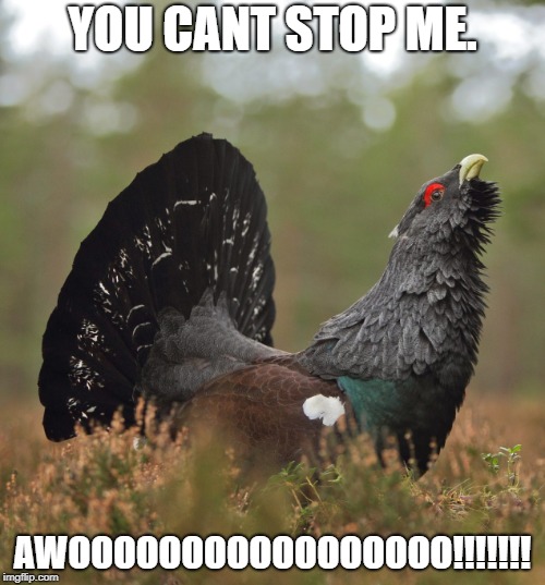 YOU CANT STOP ME. AWOOOOOOOOOOOOOOOOO!!!!!!! | image tagged in turkey-wolf | made w/ Imgflip meme maker