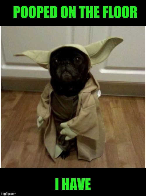 Yoda Dog | POOPED ON THE FLOOR; I HAVE | image tagged in memes,funny,star wars yoda,dogs,poop,pets | made w/ Imgflip meme maker
