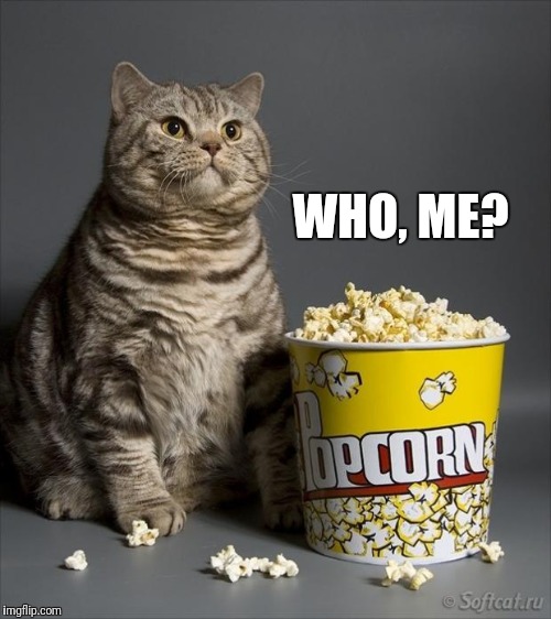 Cat eating popcorn | WHO, ME? | image tagged in cat eating popcorn | made w/ Imgflip meme maker