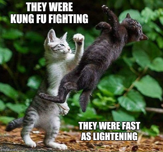 Surely not everyone was kung fu fighting  | THEY WERE KUNG FU FIGHTING; THEY WERE FAST AS LIGHTENING | image tagged in memes,cute cat,funny,kung fu,kittens | made w/ Imgflip meme maker