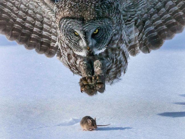 Owl Hunts Mouse Blank Meme Template