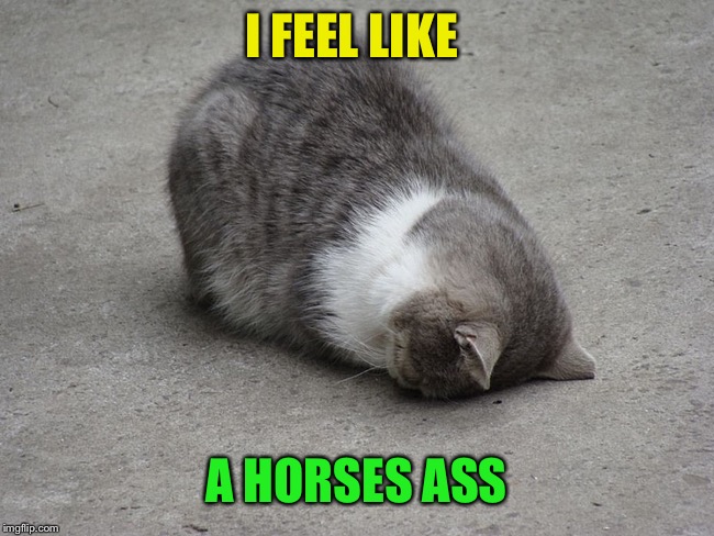 Cat Face Palm - Mondays | I FEEL LIKE A HORSES ASS | image tagged in cat face palm - mondays | made w/ Imgflip meme maker