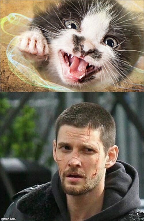The hell happened to that face we saw at the season finale? | image tagged in punisher,cat | made w/ Imgflip meme maker