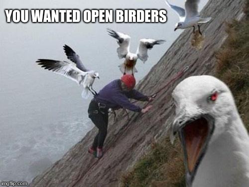 Support open birders | YOU WANTED OPEN BIRDERS | image tagged in angry birds,open birders | made w/ Imgflip meme maker