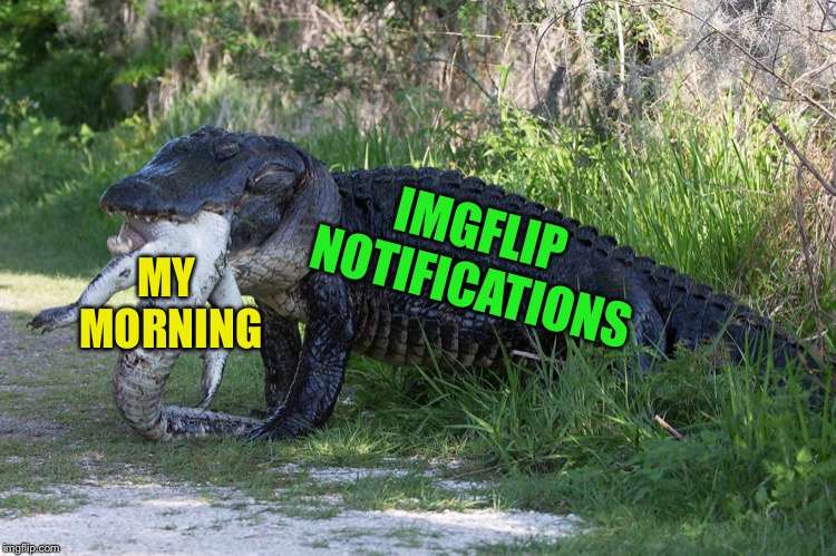 IMGFLIP NOTIFICATIONS MY MORNING | image tagged in gator vs croc | made w/ Imgflip meme maker