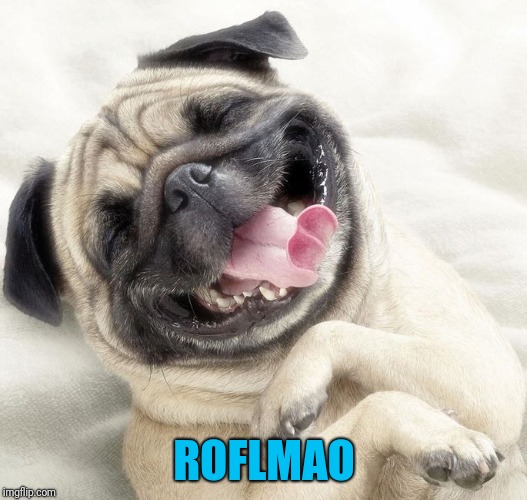 ROFLMAO | image tagged in nathan lane dog | made w/ Imgflip meme maker