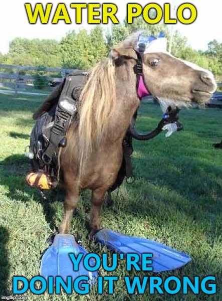 Someone call a vet... :) | WATER POLO; YOU'RE DOING IT WRONG | image tagged in beach,memes,water polo,animals,horse | made w/ Imgflip meme maker