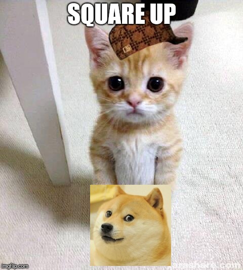 Cute Cat Meme | SQUARE UP | image tagged in memes,cute cat | made w/ Imgflip meme maker